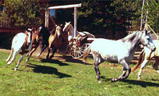 Canada-British Columbia-Cariboo Wilderness - Siwash Lake Ranch